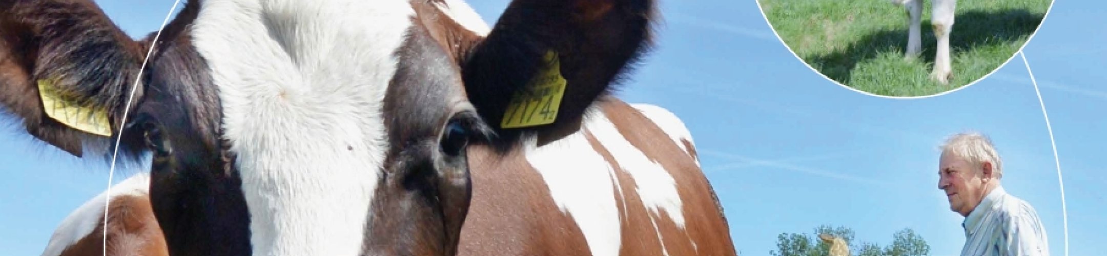 Variatie in rundveerassen