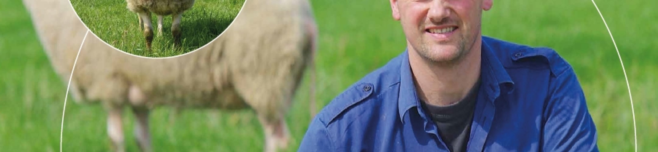 Variatie in schapenrassen