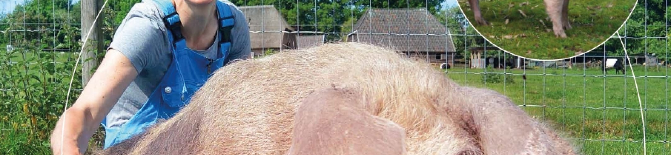 Variatie in varkensrassen