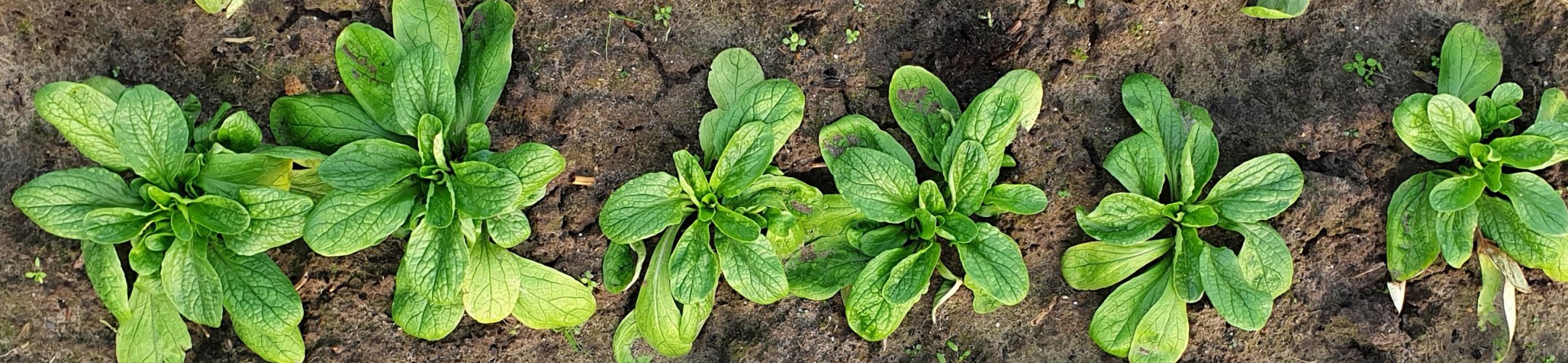 Veldsla erfgoedrassen