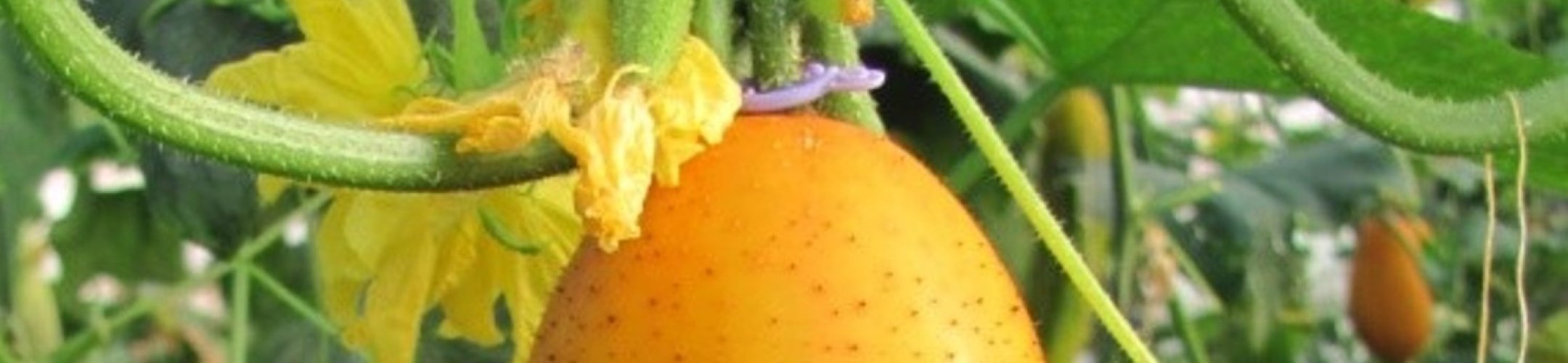 Venlo'er Export (1910 - 1933)