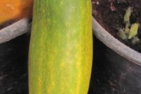 Venlo'er Export (1910 - 1933)