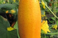 Venlo'er Export (1910 - 1933)