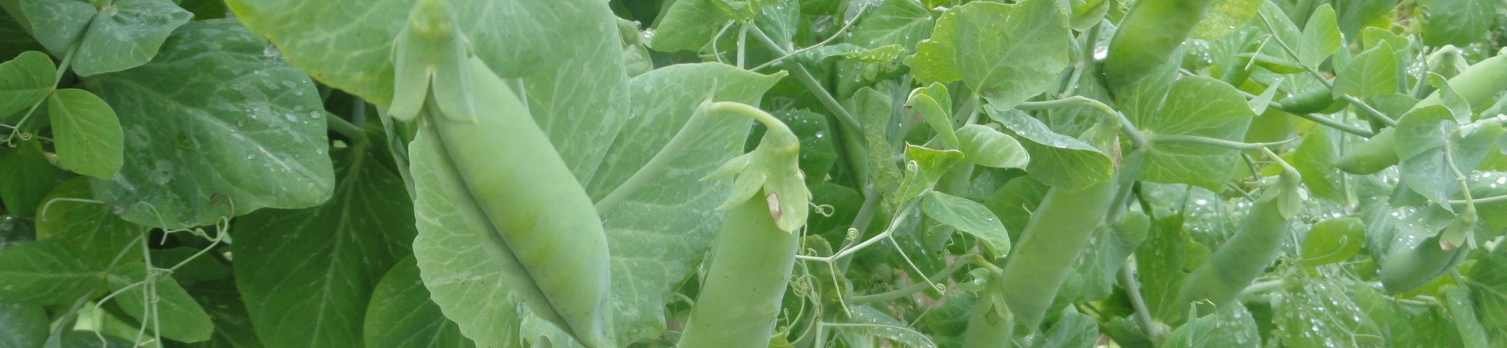 Venlose Lage (v.a. 1943)