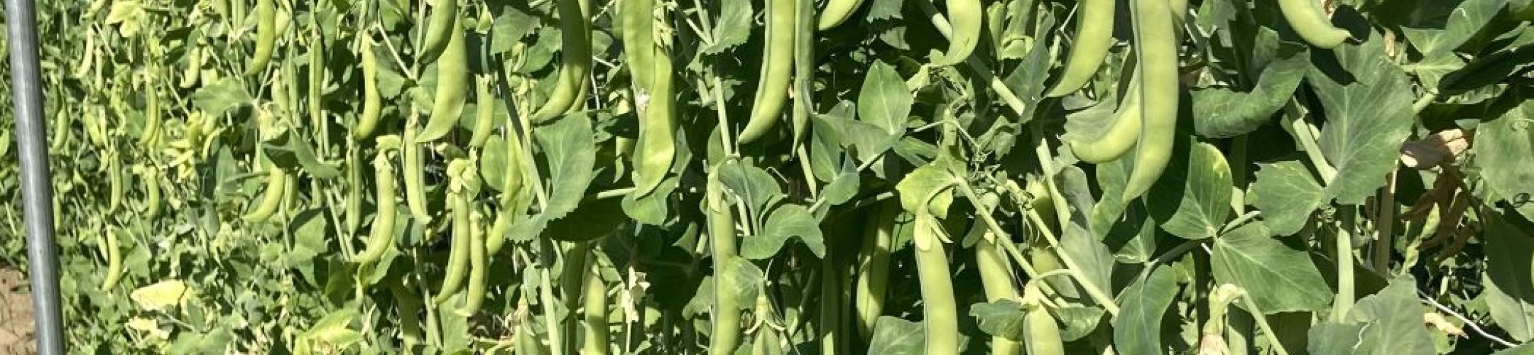 Vlijmse krombek (1898 - 1969)