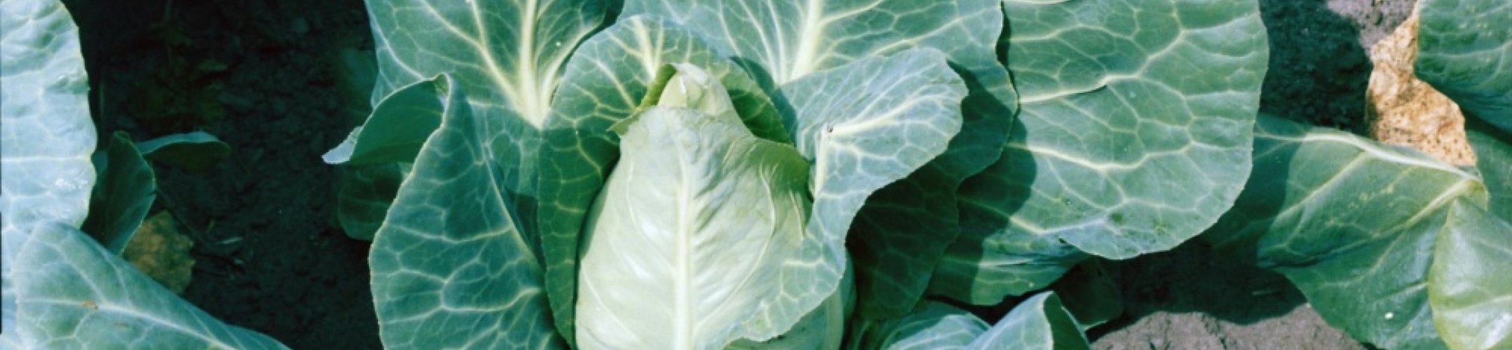 Vroege Spitse Fijne Suikerbrood (v.a. 1726)