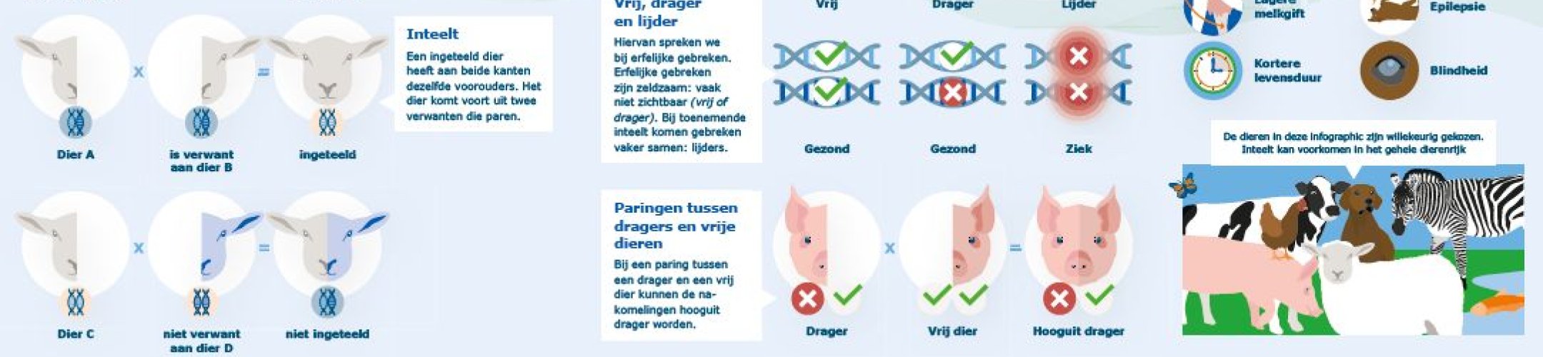Wat is inteelt en waarom is het een probleem? – CGN infographic 1
