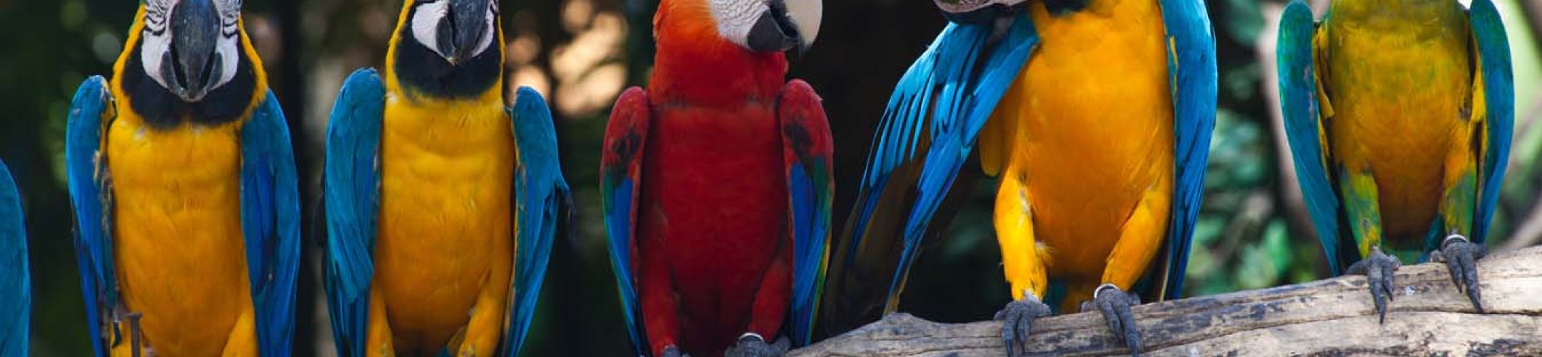 Wat wordt er verstaan onder ‘toegang en verdeling van voordelen’?