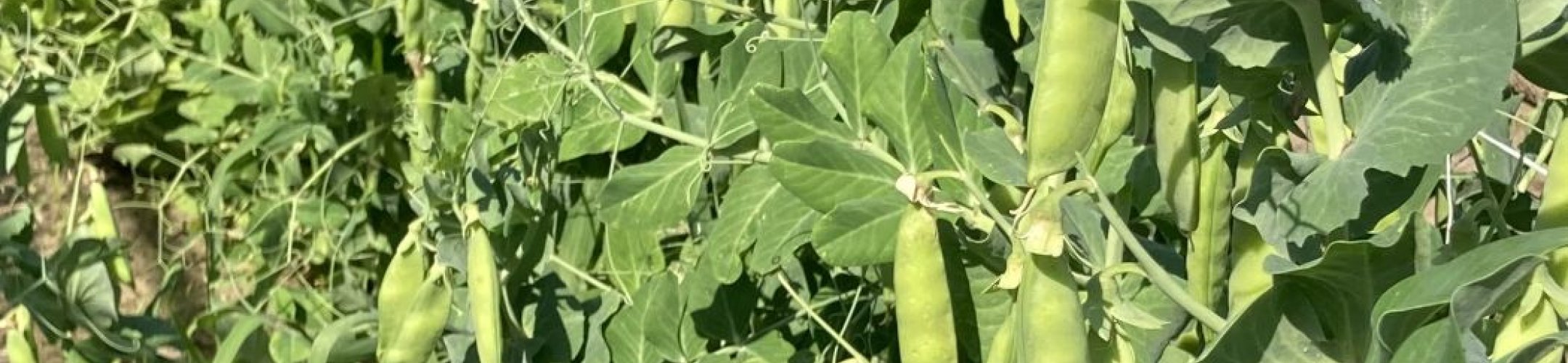 Wijker Vale (1943 - 1954)