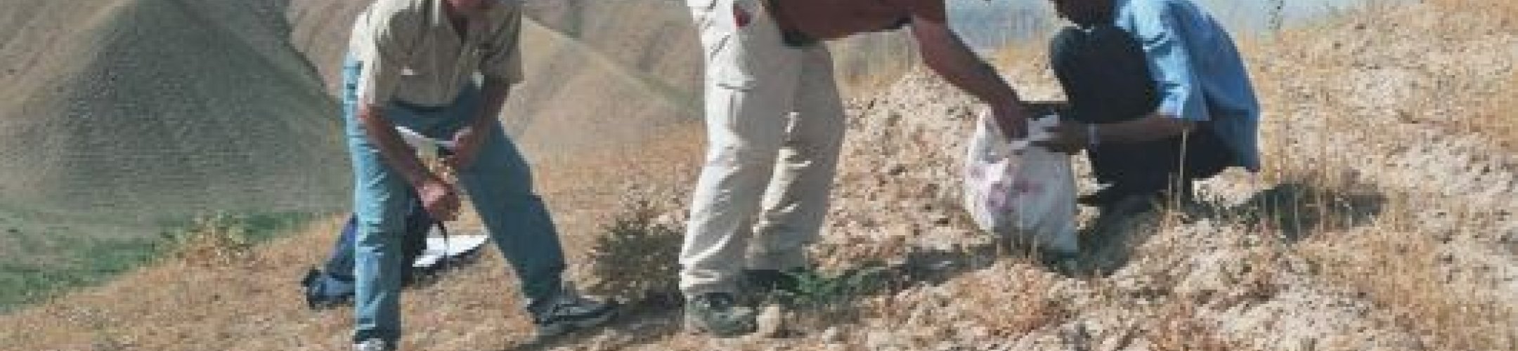 Wilde spinazie getemd door de genenbank