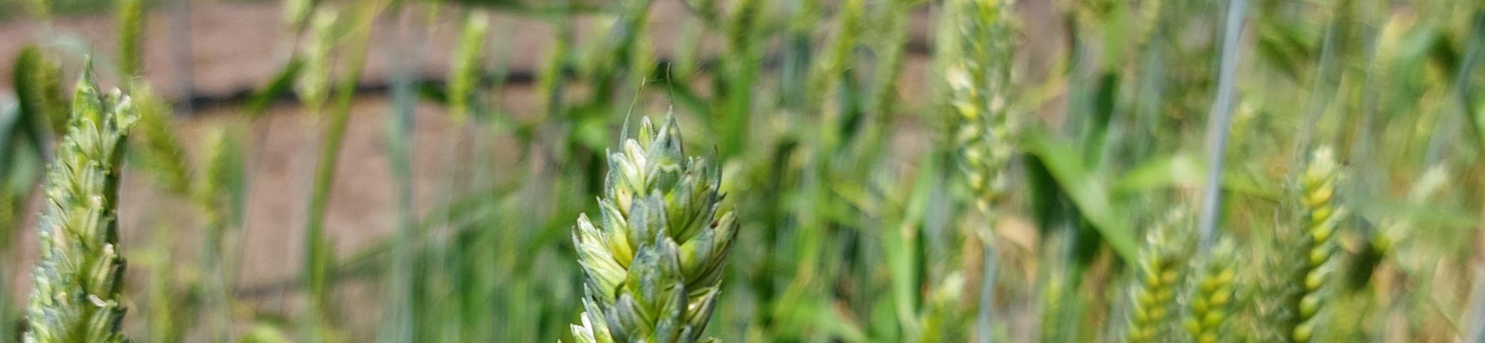 Wilhelmina (1889 - 1935)