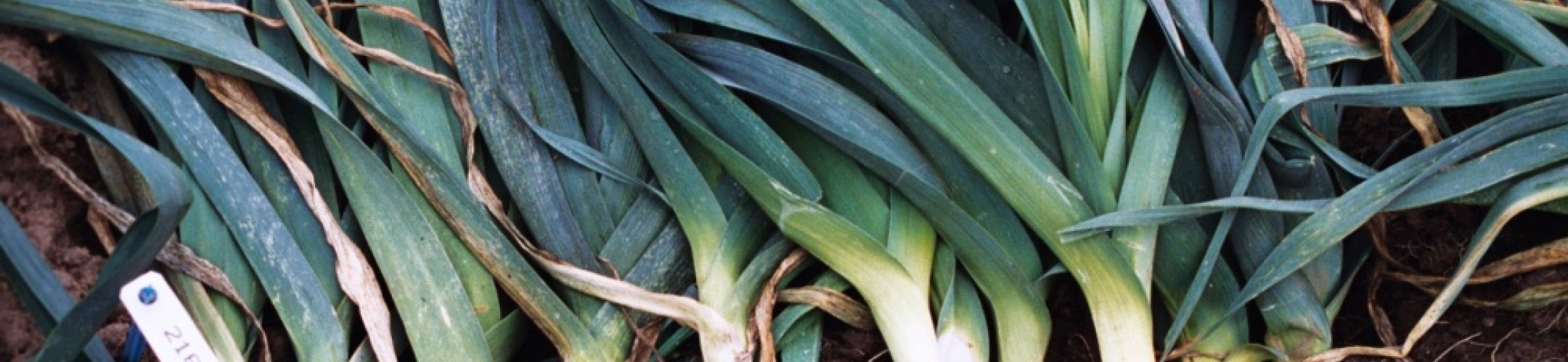 Winter Reuzen  (v.a. 1930)