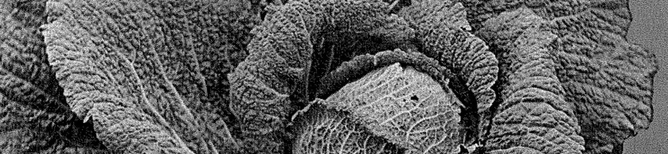 Winterkoning (v.a. 1940)