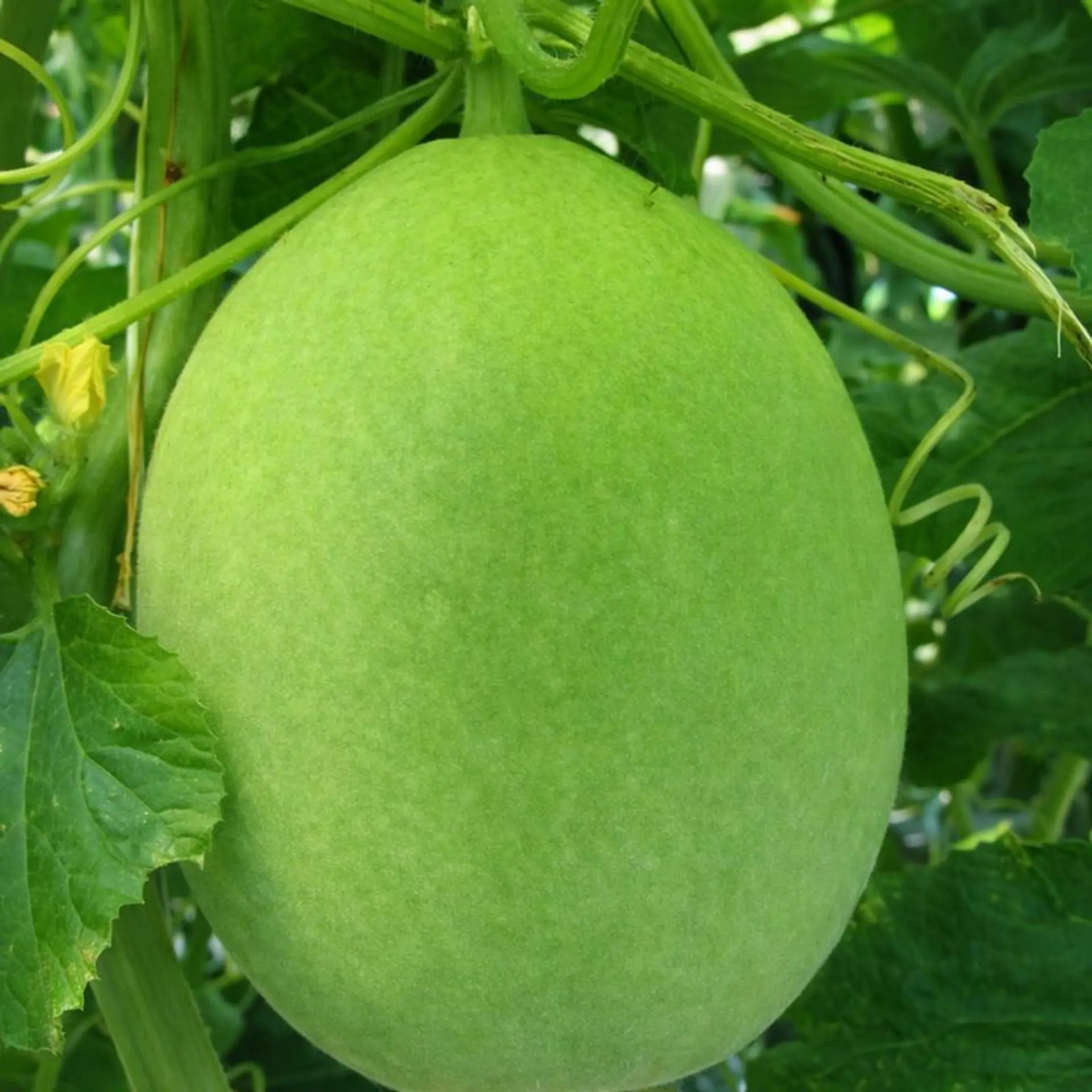 Witte Suiker (1856 - 1966)