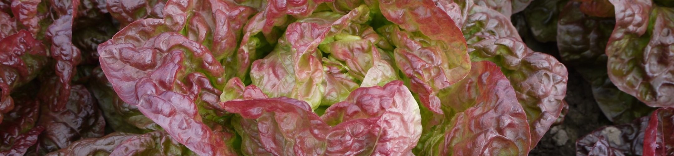 Wonder der Vier Jaargetijden (v.a. 1880)