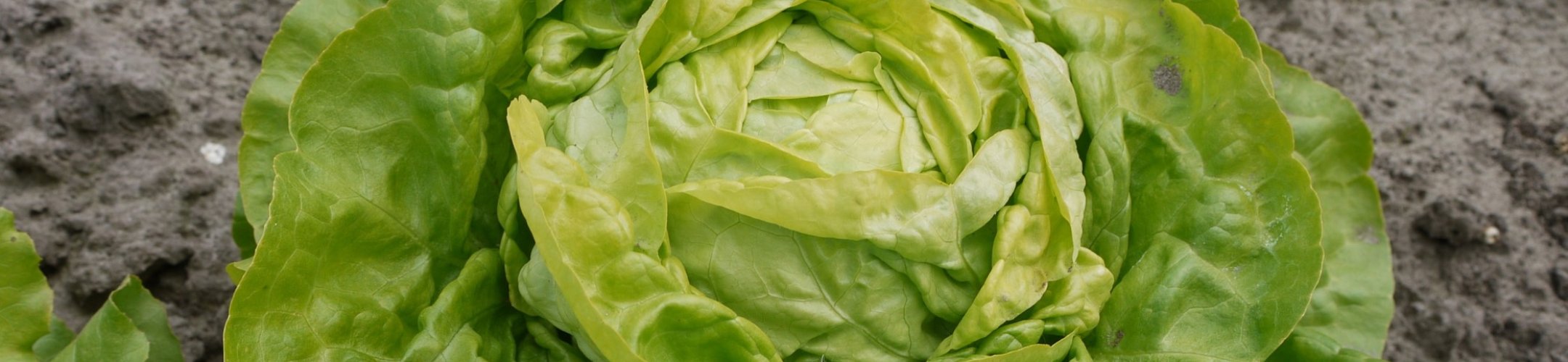 Wonder van Voorburg (v.a. 1914)