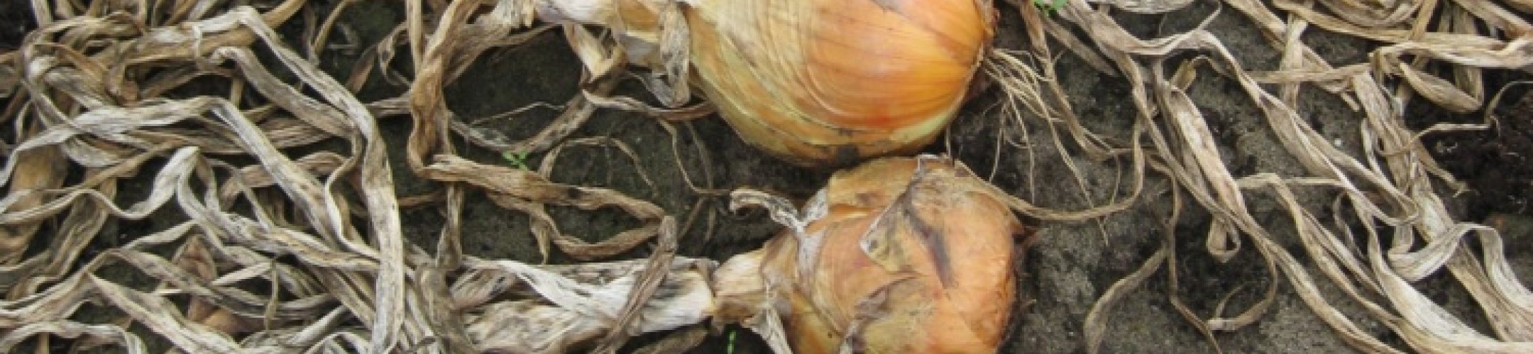 Zeeuwsche (v.a. 1860)