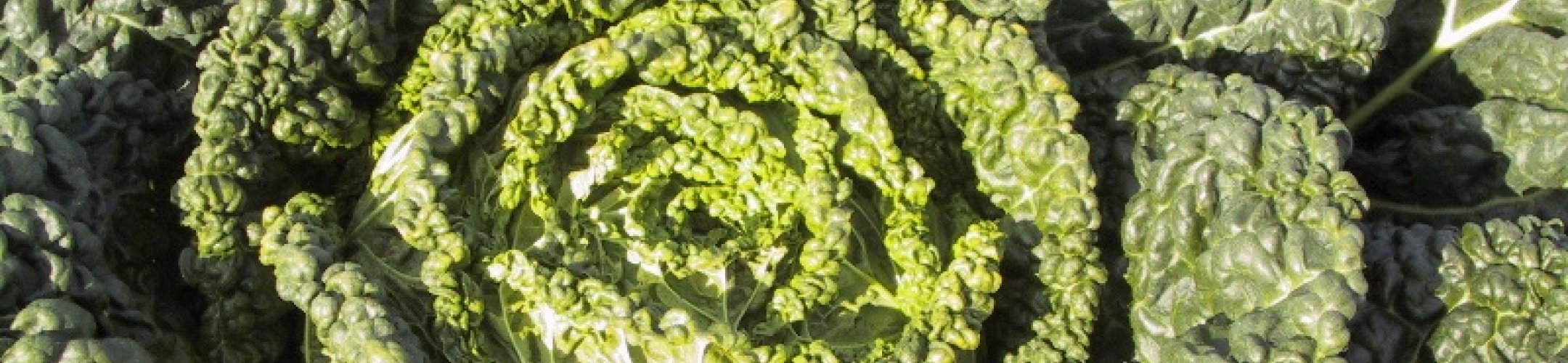 Zwijndrechtsche Late Putjeskool (v.a. 1914)