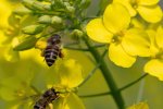 Koolzaad, bloem met honingbijen (WUR beeldbank, shutterstock 1655390290)