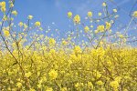 Mosterd plant (WUR beeldbank, shutterstock 54575038)