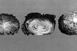 Bredase putjes, doorgesneden kroppen (uit Sluitkoolrassen, J.R. Jensma, 1956)