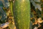 Kleine Groene Scherpe, middel rijpe vrucht (CGN, z.d.)
