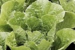Romaine Grise Maraichere, krop (2008)