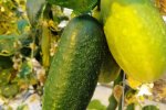 Kleine Groene Scherpe, onrijpe en rijpe vrucht (CGN, z.d.)