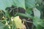 Komkommer Halflang Groene, gewas op veld (CGN, 2017)